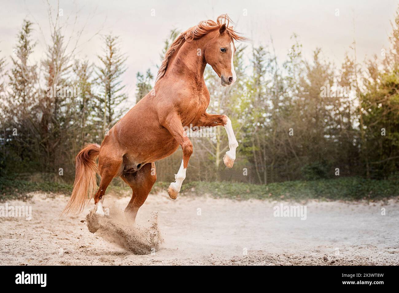 Arabisches Pferd. Kastanienhengst, der auf Sand aufzieht. Frankreich Stockfoto