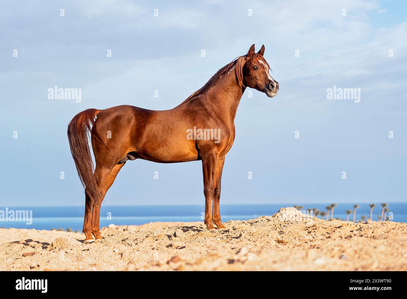 Arabisches Pferd. Kastanienhengst, der in der Wüste sitzt. Ägypten Stockfoto