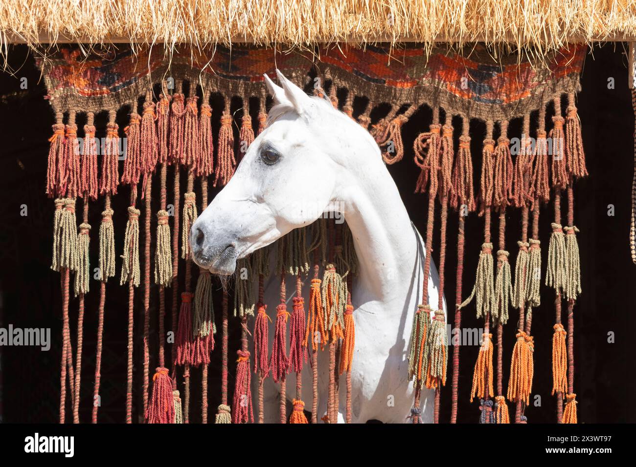 Arabisches Pferd. Der graue Hengst Amun schaut durch einen Vorhang aus Seilen und Quasten. Ägypten Stockfoto