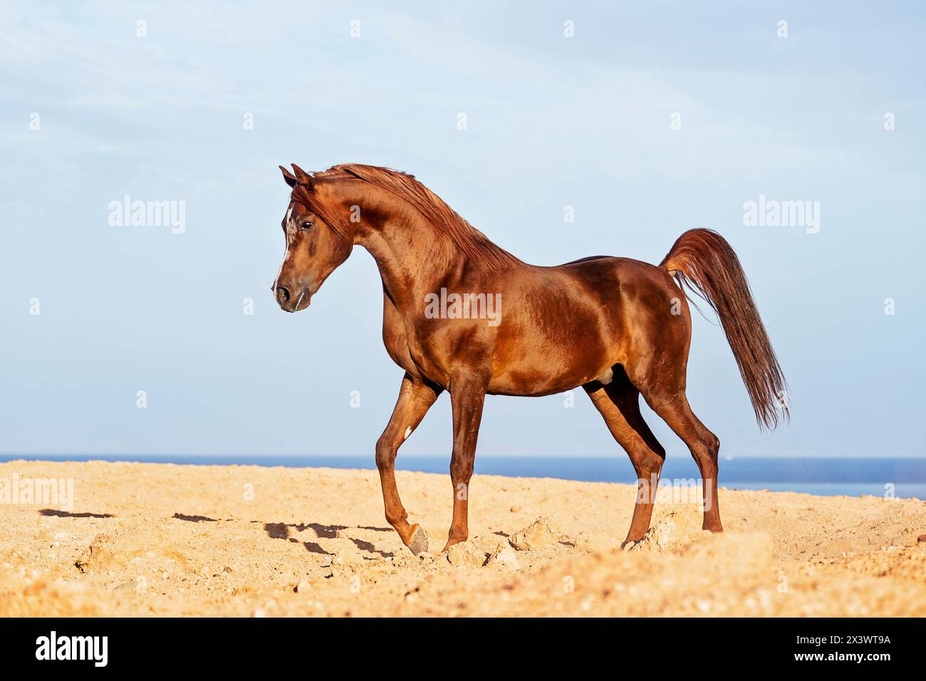Arabisches Pferd. Fuchshengst gehen in der Wüste. Ägypten Stockfoto