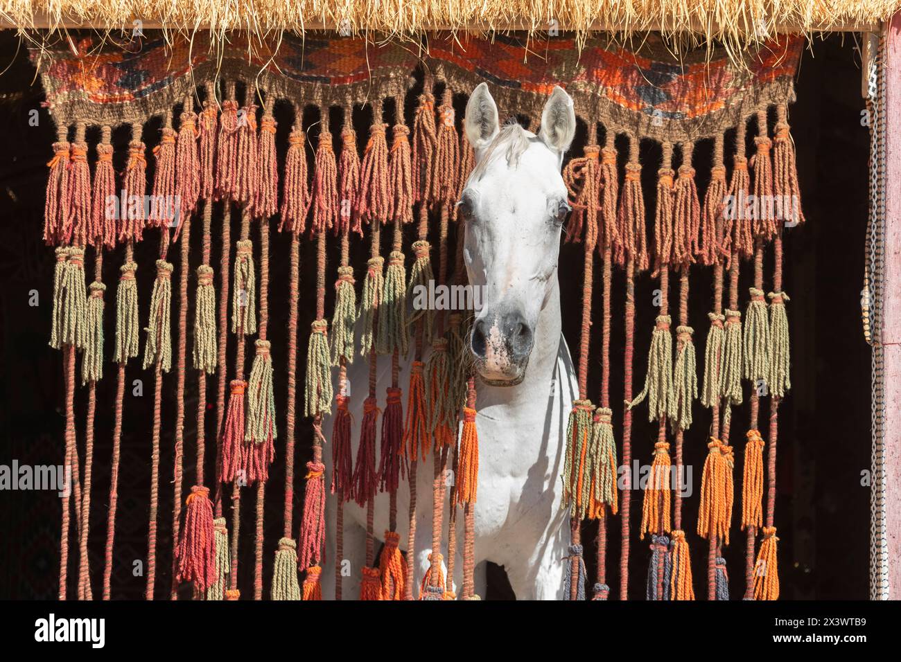 Arabisches Pferd. Der graue Hengst Amun schaut durch einen Vorhang aus Seilen und Quasten. Ägypten Stockfoto