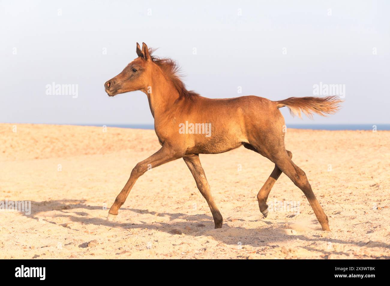 Reinrassiges Arabisches Pferd. Fohlen in der Wüste traben. Ägypten Stockfoto