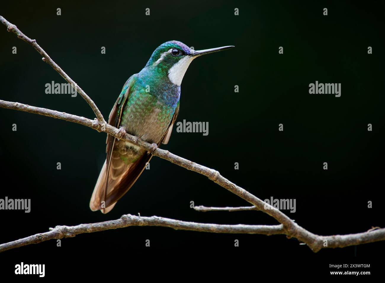 Weißkehlchen Berggemälde, Weißkehlchen Berggemälde (Lampornis castaneoventris). Männlich auf einem Zweig. San Gerardo de Dota, Costa Rica, Mittelamerika Stockfoto