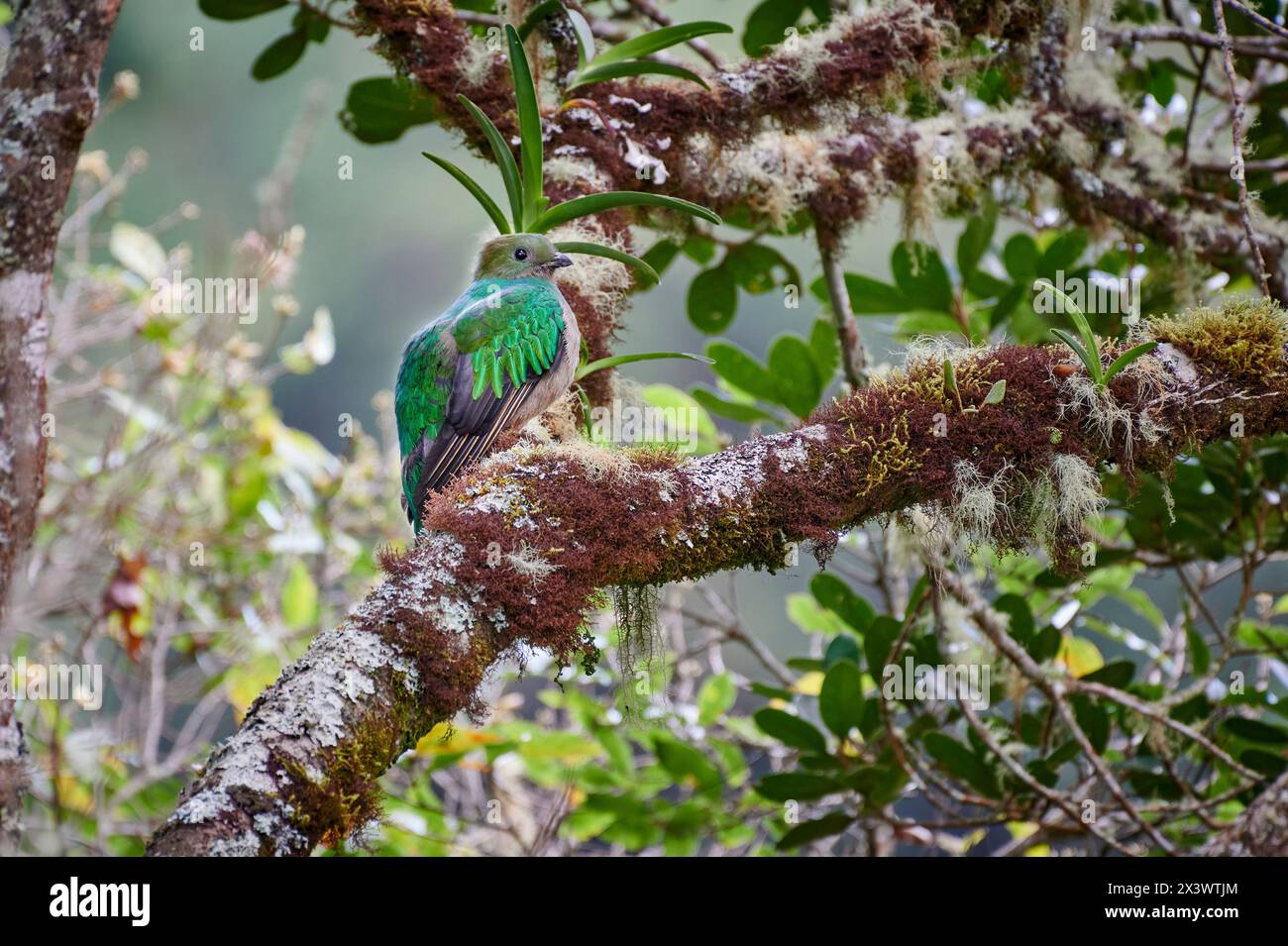 Prachtvolles Quetzal (Pharomachrus mocinno). Weibchen in einem wilden Avocadobaum, San Gerardo de Dota, Costa Rica Stockfoto