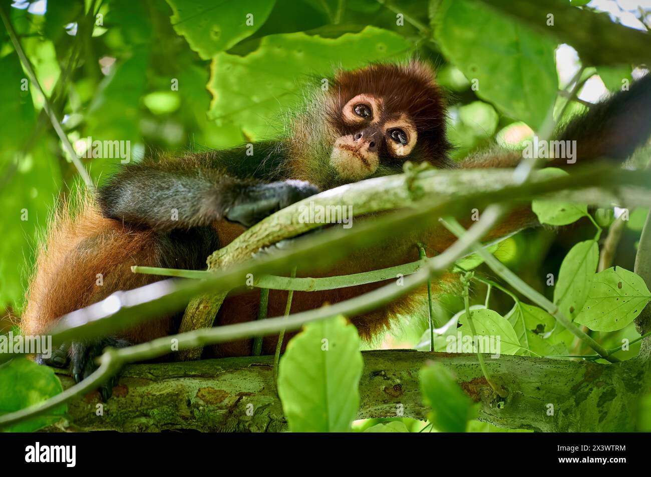 Ateles geoffroyi oder Ateles geoffroyi ornatus (Ateles geoffroyi ornatus), die auf einem Ast ruhen. Corcovado Nationalpark, Osa Halbinsel, Costa Rica Stockfoto