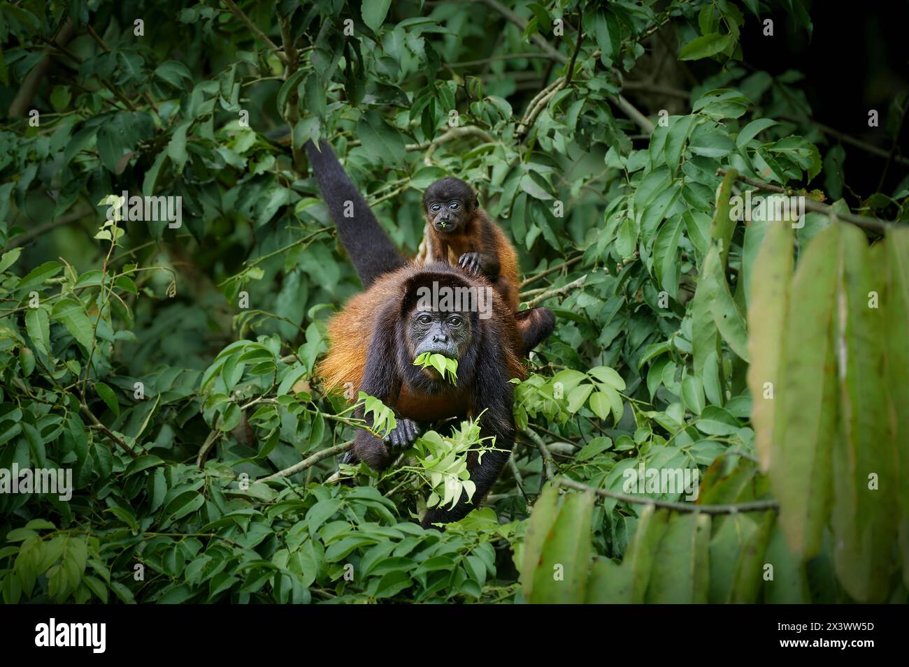 Mantled Howler (Alouatta palliata). Mutter und Junge in einem Baum, essen Parque Nacional Braulio Carrillo, Costa Rica, Mittelamerika Stockfoto