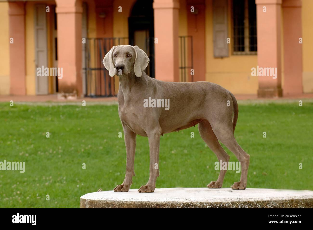 Portrait von weimaraner Hund. Es ist ein Jagdhund Rasse Stockfoto