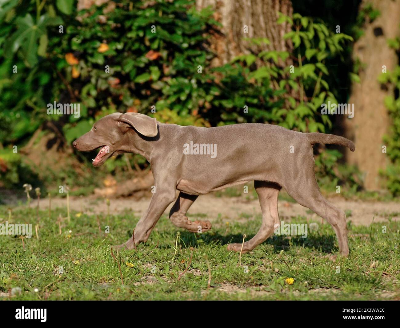 Portrait von weimaraner Hund. Es ist ein Jagdhund Rasse Stockfoto