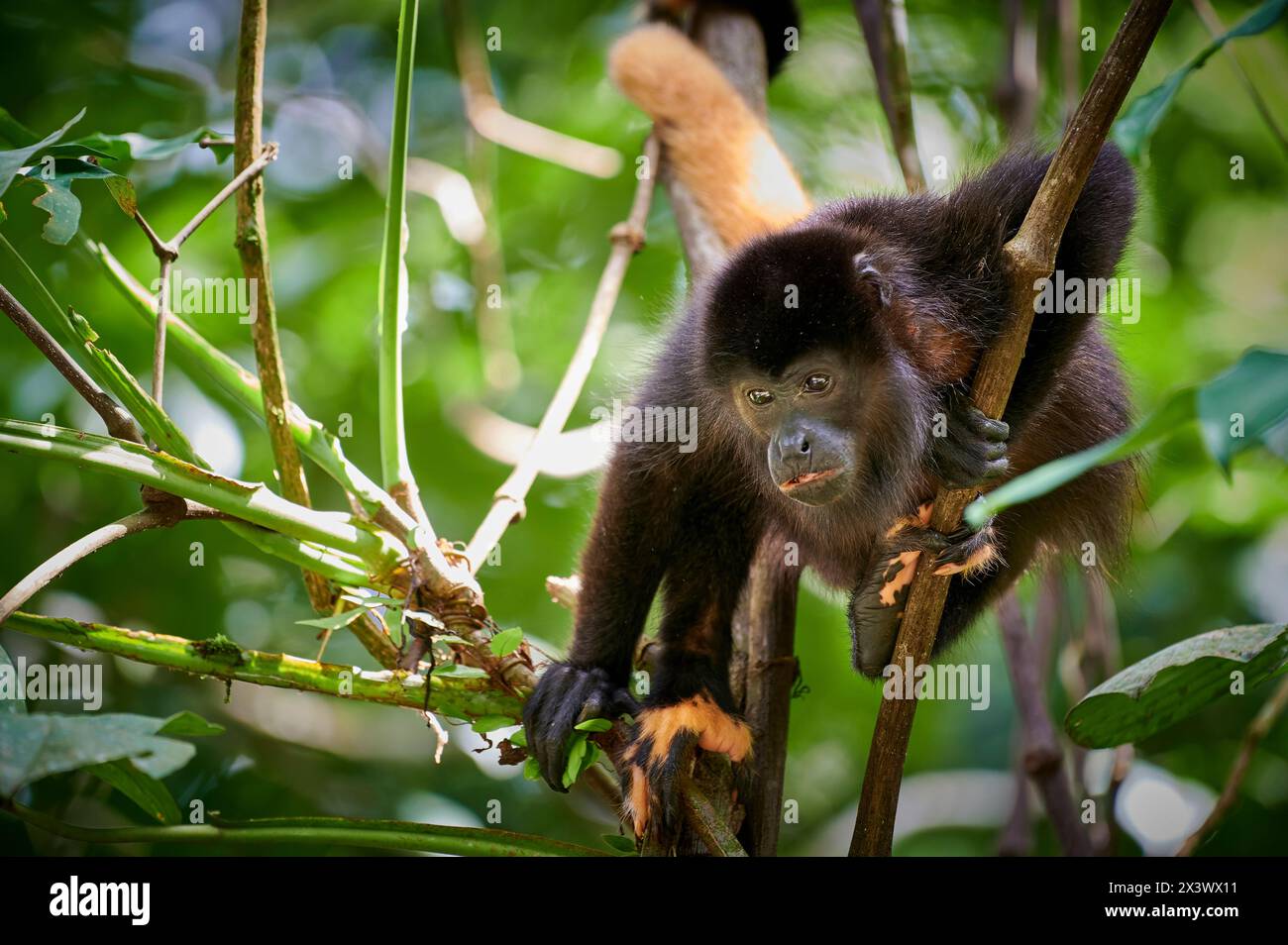 Mantled Howler (Alouatta palliata). Erwachsener in einem Baum. Parque Nacional Braulio Carrillo, Costa Rica, Mittelamerika Stockfoto