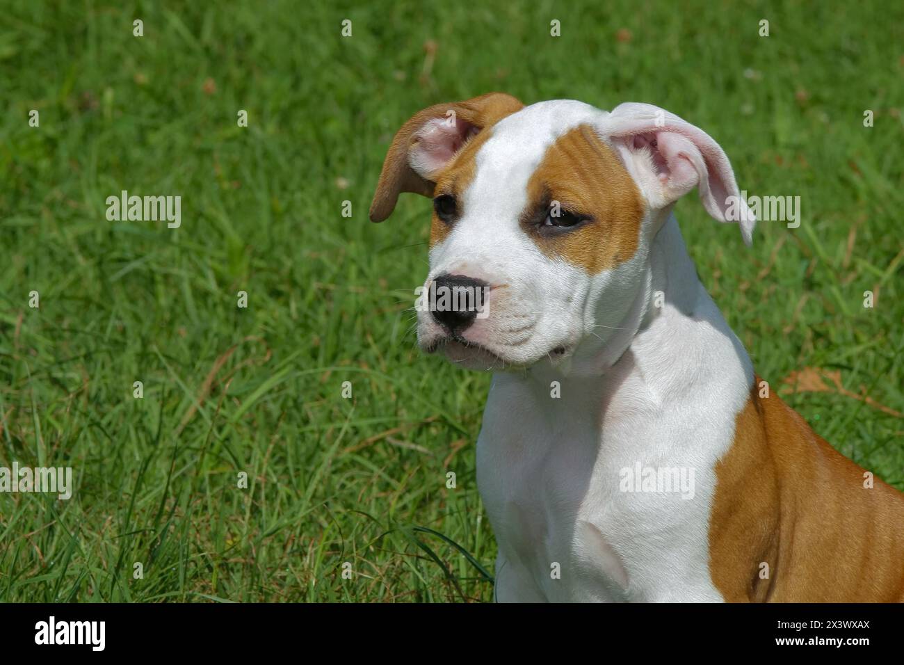 Schöne American Staffordshire Terrier, Amstaff Welpe Hund auf der Wiese. Stockfoto