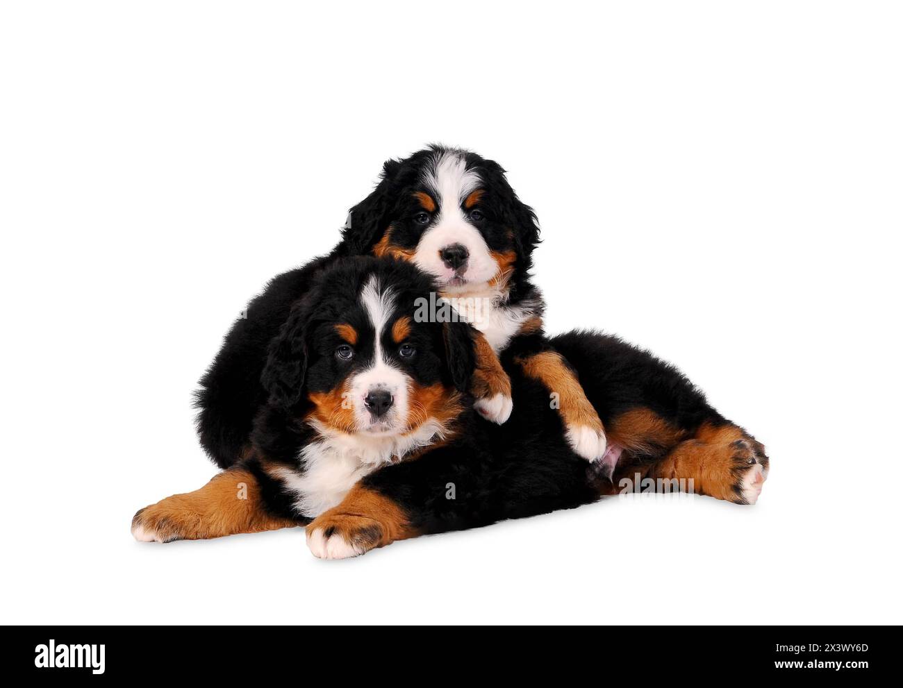 Zwei Welpen Bouvier Berner Sennenhunde auf weißem Hintergrund Stockfoto