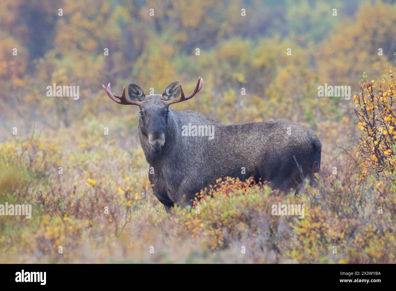 Elch, Elch (Alces alces). Jungbulle im Moorgebiet im Herbst. Schweden Stockfoto