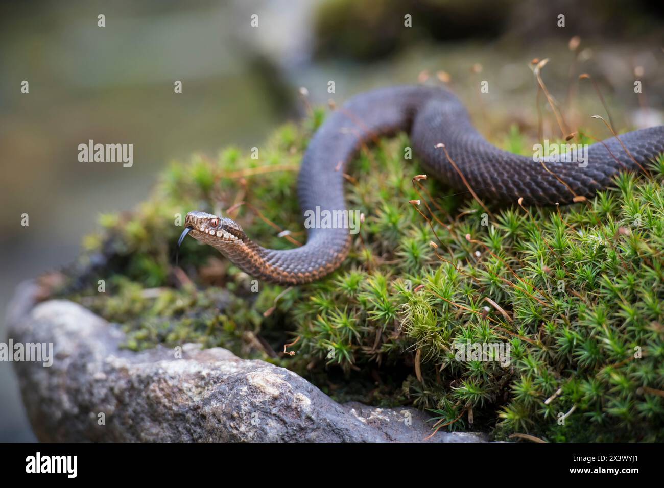 Adder (Vipera berus), der mit der Zunge herumschnippelt. Deutschland Stockfoto