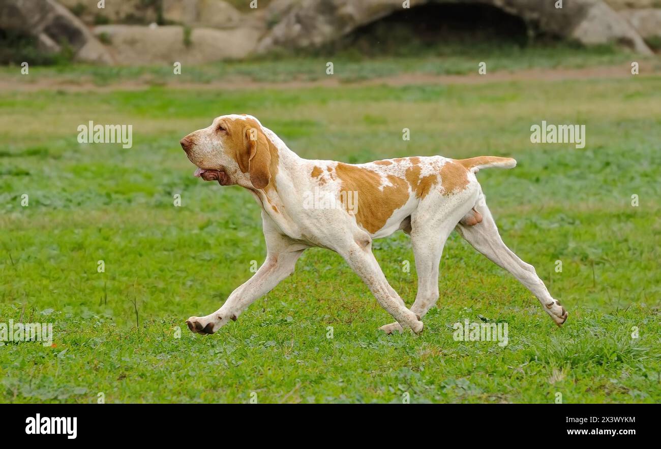 Portrait von reinrassigen Hund auf der Wiese, Italienische Bracco. Stockfoto