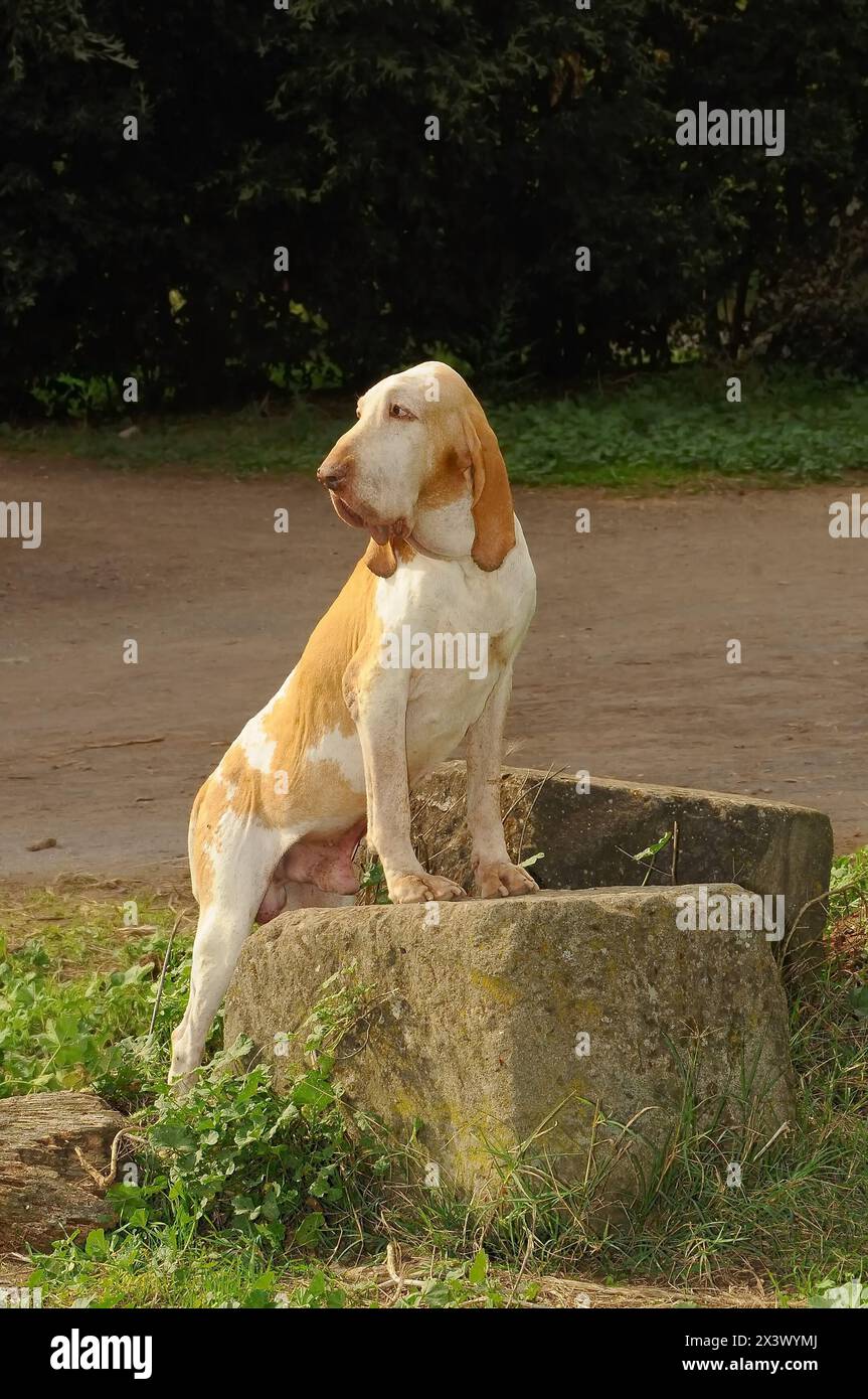 Portrait von reinrassigen Hund auf der Wiese, Italienische Bracco. Stockfoto