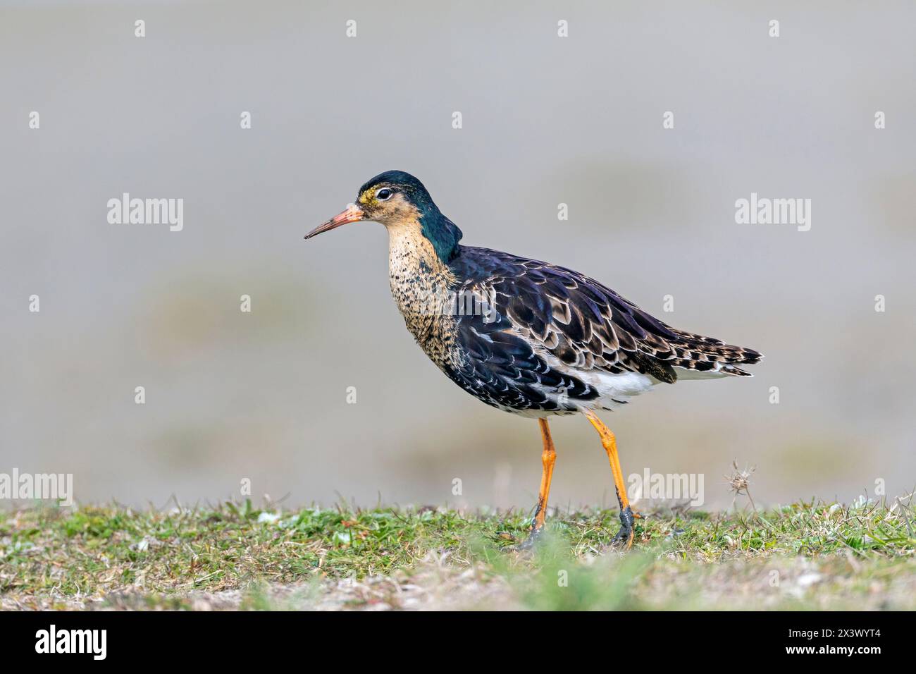 Ruff (Philomachus pugnax). Männchen im Zuchtgefieder. Deutschland Stockfoto