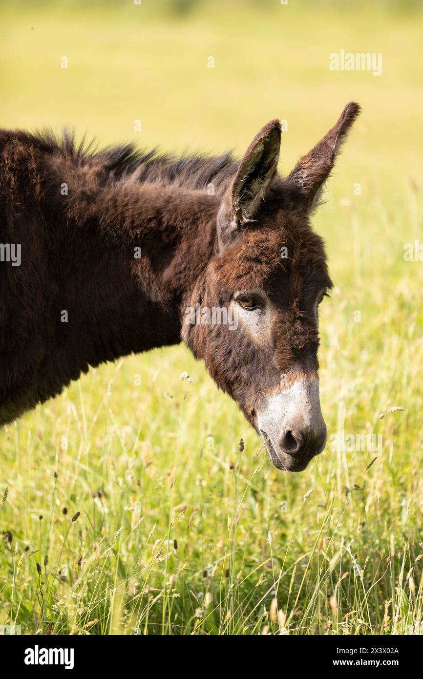 Hausesel, Miniaturesel (Equus asinus asinus). Brauner Erwachsener auf der Wiese im Sommer, Porträt. Deutschland Stockfoto