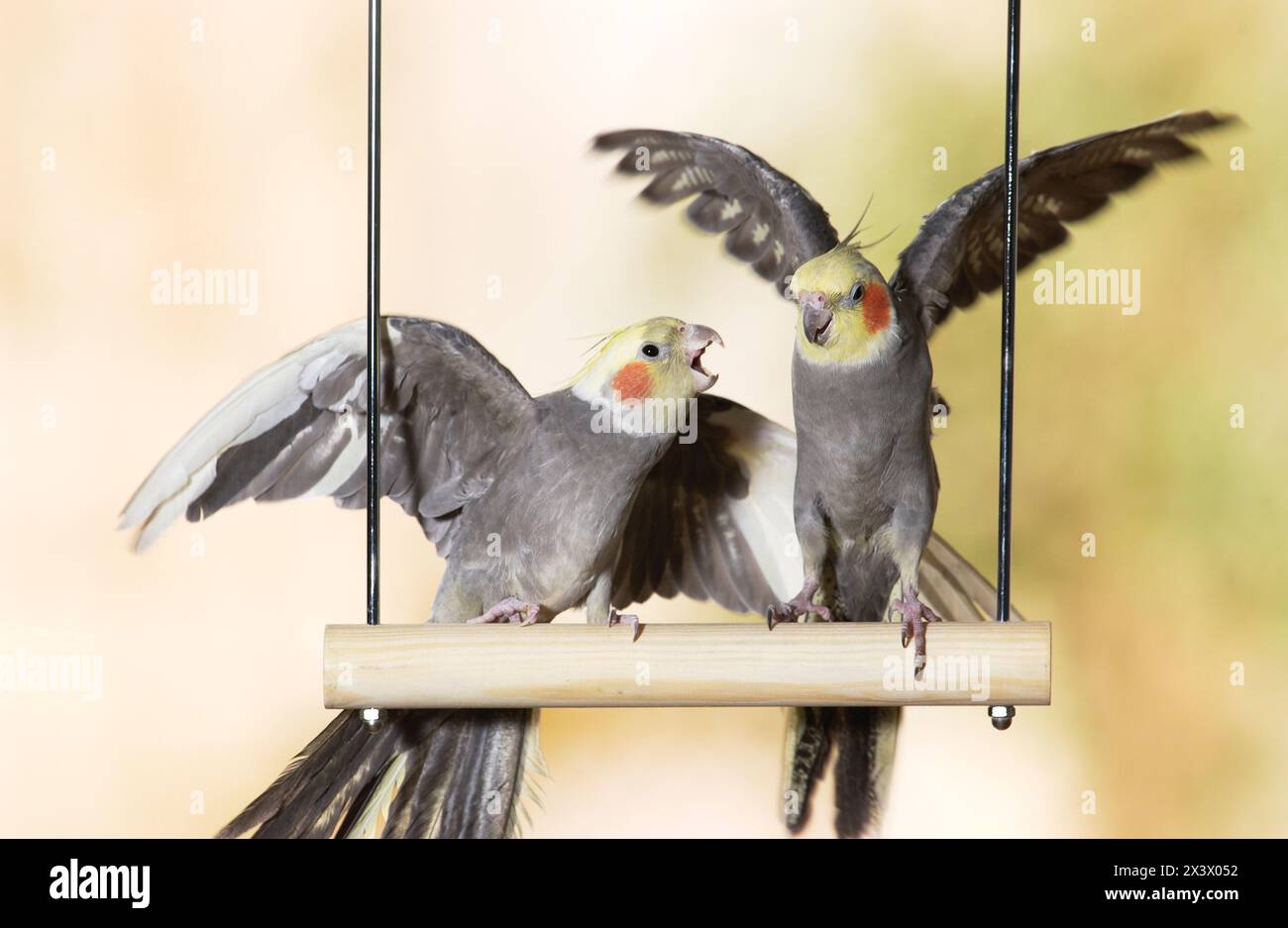 Kakatiel (Nymphicus hollandicus). Zwei Vögel streiten auf einer Schaukel. Deutschland Stockfoto
