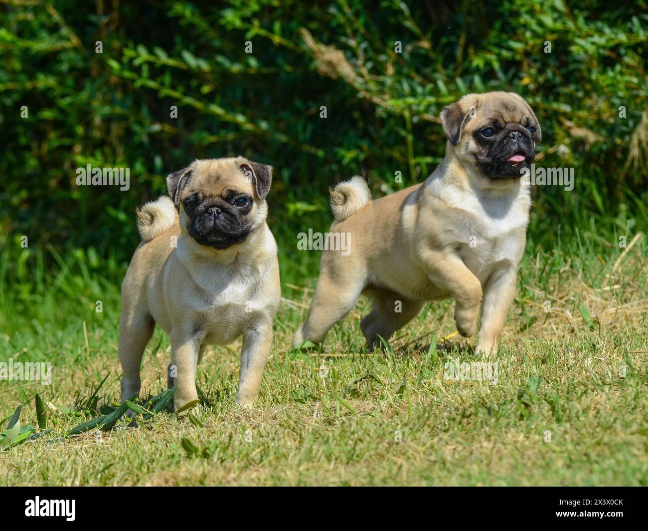 Portrait von zwei hübsche Mops Hunde in der freien Natur. Stockfoto