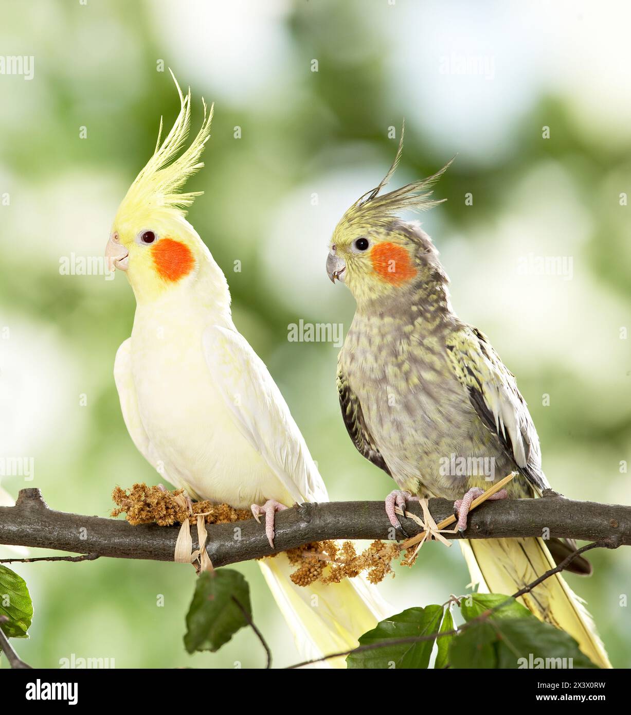 Kakatiel (Nymphicus hollandicus). Zwei Erwachsene Vögel auf Buchenzweig. Deutschland Stockfoto