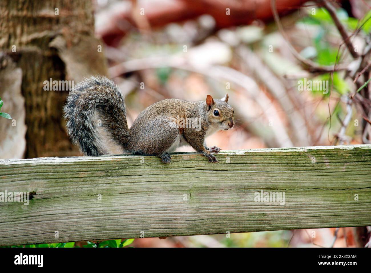 Usa. Florida. Miami. Key Biscayne. Bill Baggs Cape Florida State Park. Eichhörnchen. Stockfoto