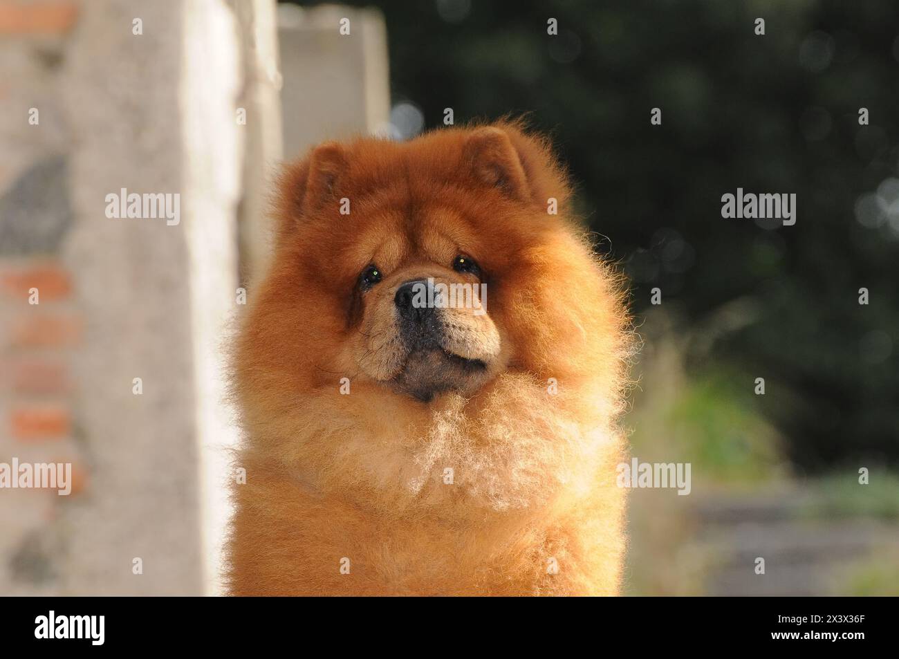 Portait von Chow Chow Hund, Canis Lupus familiaris. Stockfoto