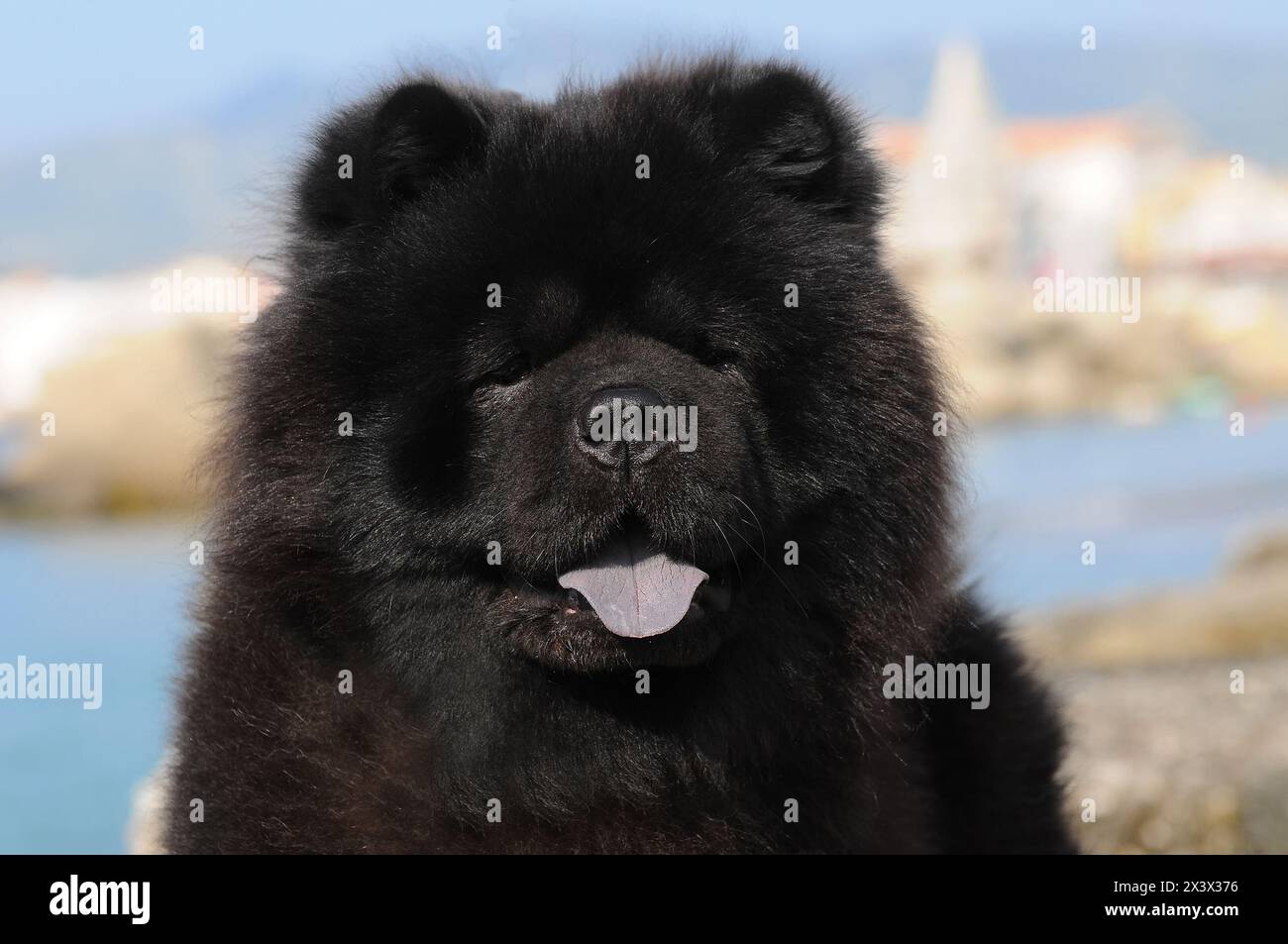 Portait des schwarzen Chow Chow-Hundes, Canis Lupus familiaris. Stockfoto