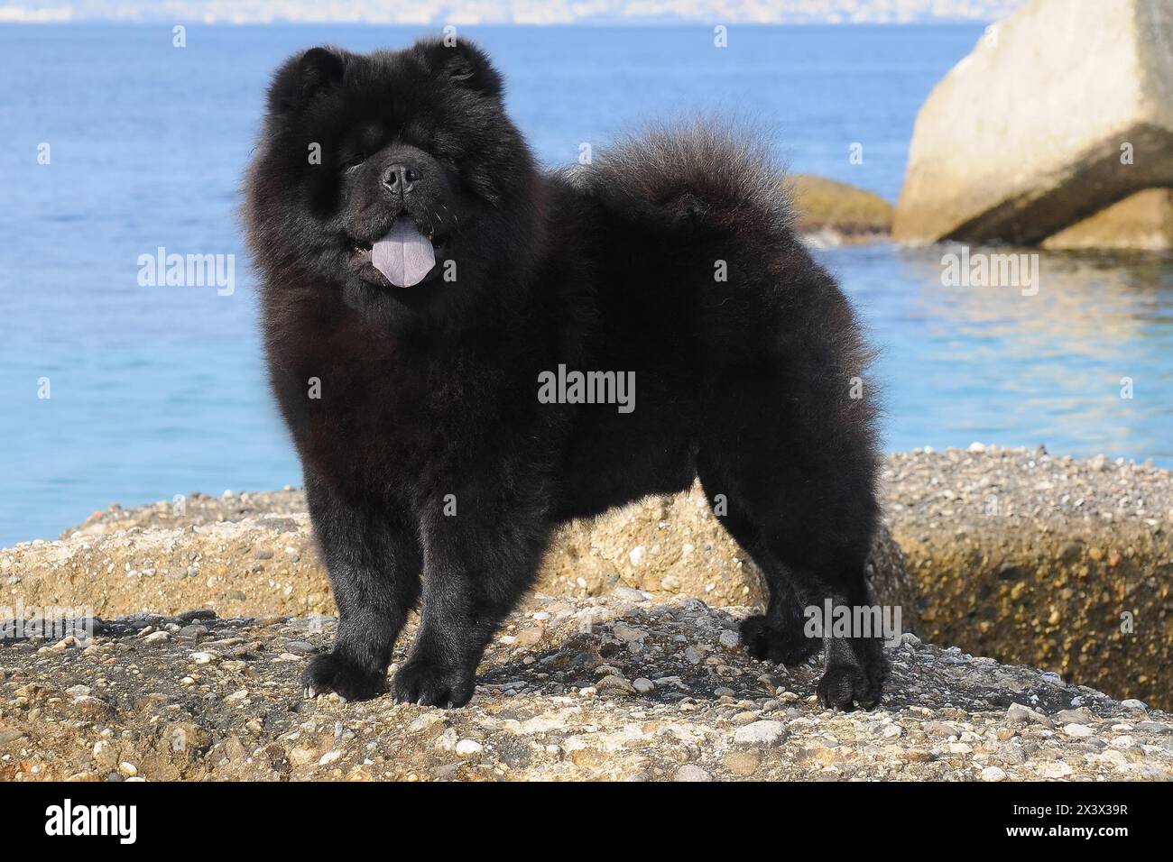 Portait des schwarzen Chow Chow-Hundes, Canis Lupus familiaris. Stockfoto