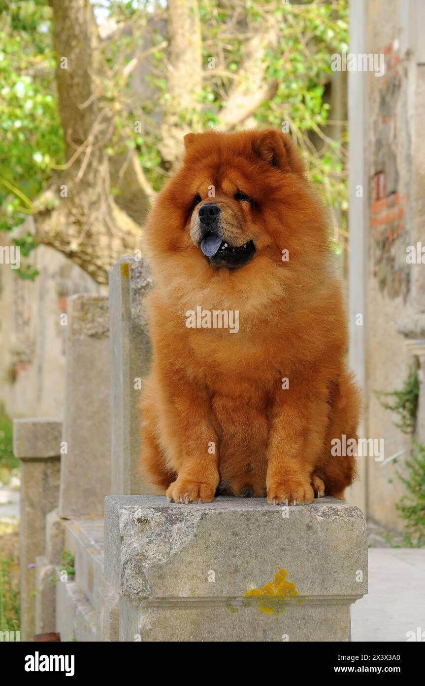 Portait von Chow Chow Hund, Canis Lupus familiaris. Stockfoto