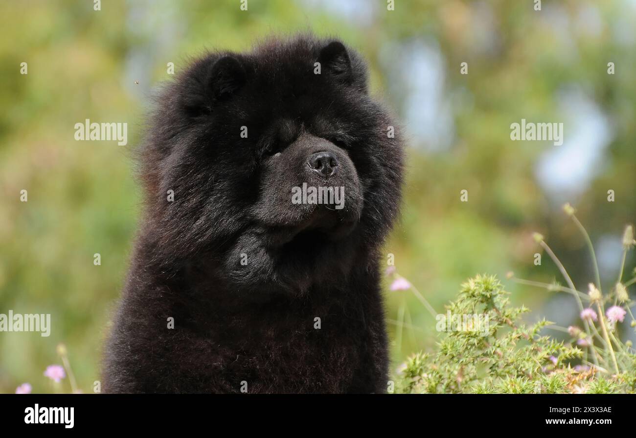 Portait des schwarzen Chow Chow-Hundes, Canis Lupus familiaris. Stockfoto
