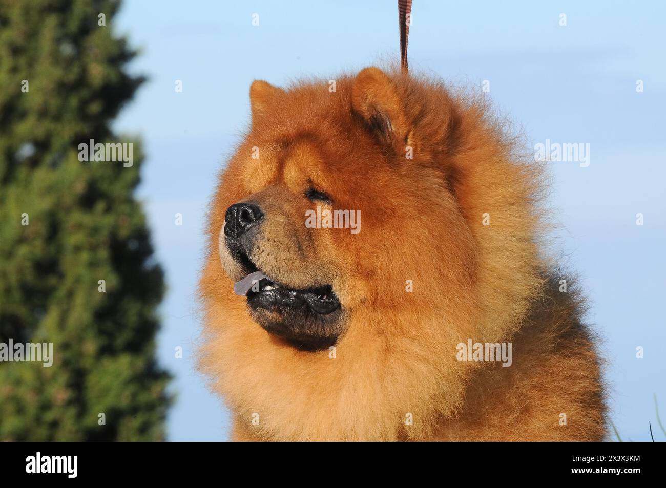 Portait von Chow Chow Hund, Canis Lupus familiaris. Stockfoto