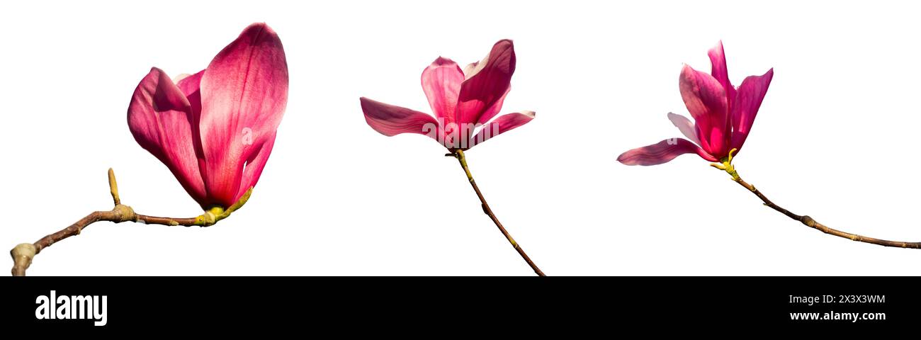 Nahansicht einer rosa Magnolienblume in voller Blüte isoliert auf weißem Hintergrund Stockfoto