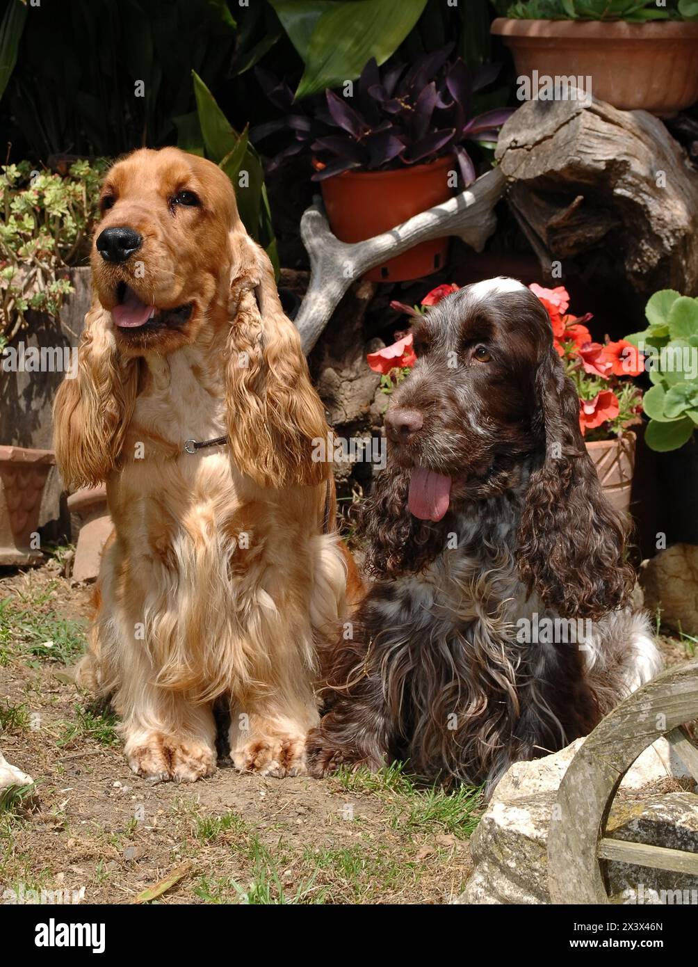 Porträt zweier englischer Cocker Spaniel Hunde im Freien. Stockfoto