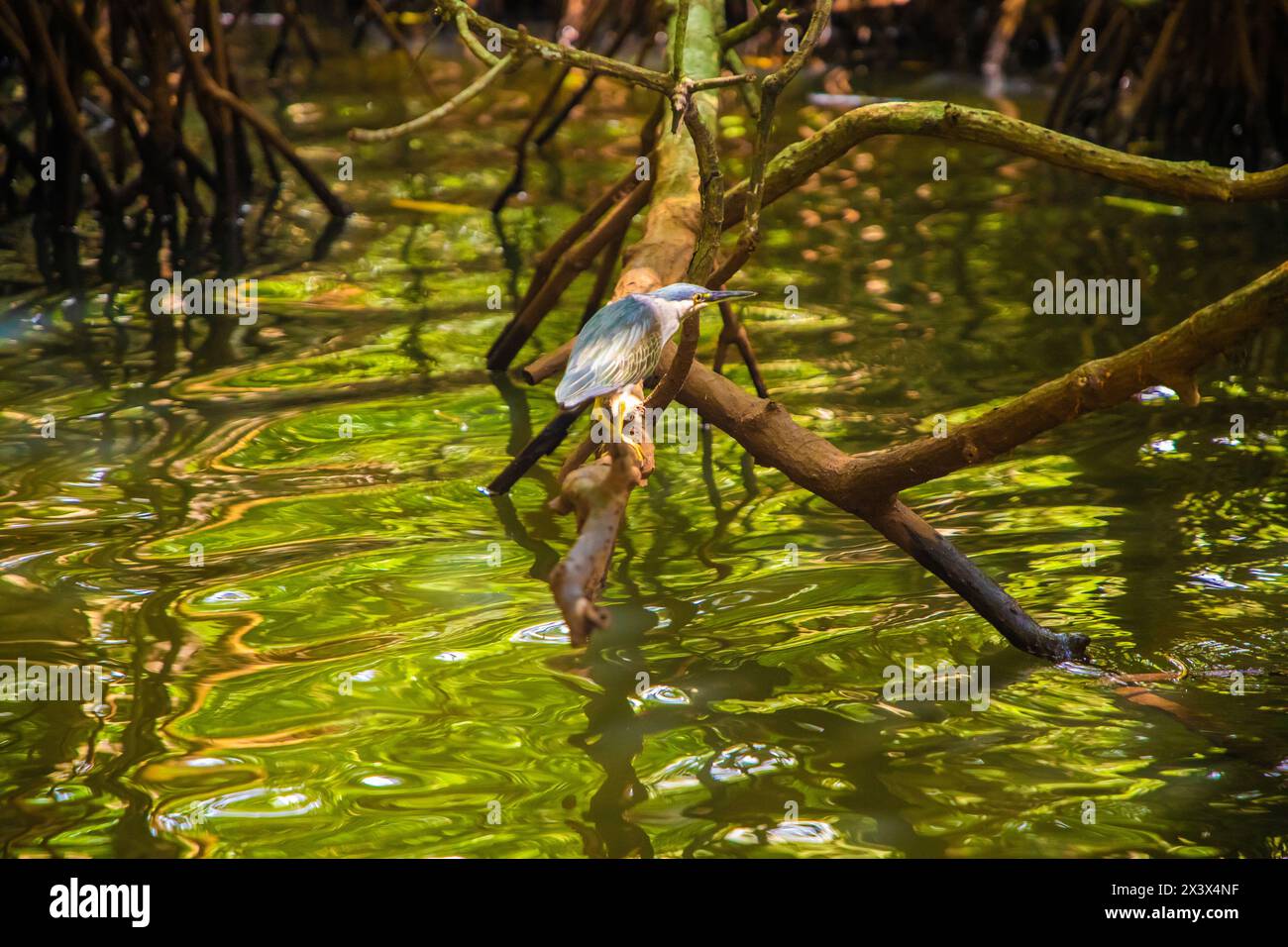 Grüne Nachtreiher fressen in der Natur hauptsächlich kleine Fische, Krebstiere, Frösche, Wasserinsekten und kleine Säugetiere. Tagsüber ruht man in den Bäumen o Stockfoto