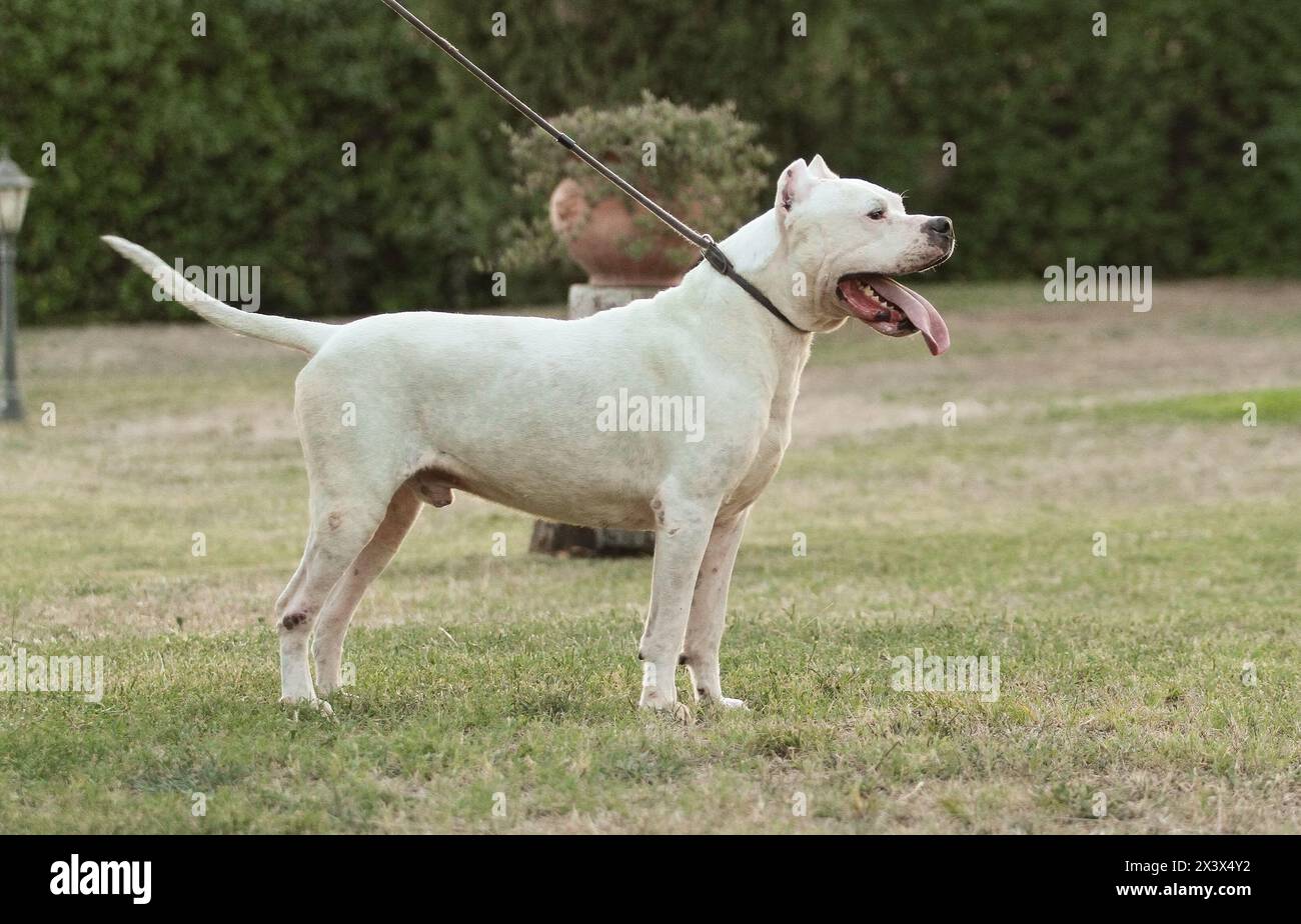 Porträt von Dogo Argentino Hund im Freien. Stockfoto