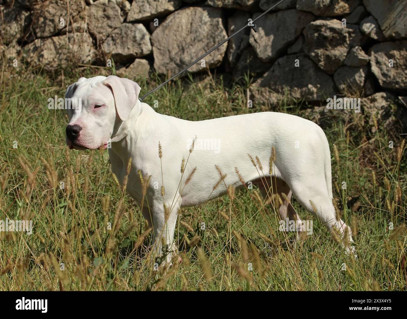 Porträt von Dogo Argentino Hund im Freien. Stockfoto