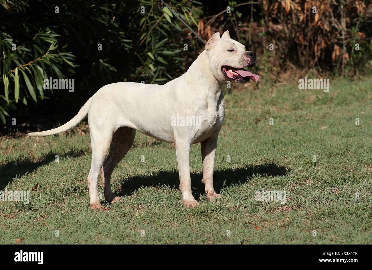 Porträt von Dogo Argentino Hund im Freien. Stockfoto