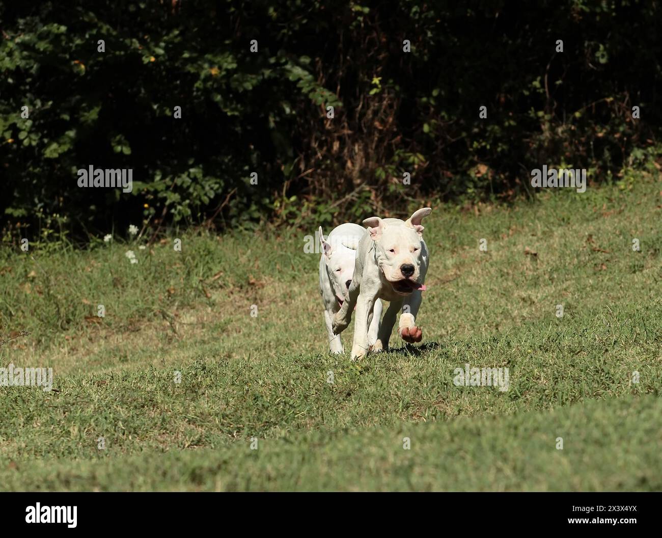 Porträt von Dogo Argentino Hund im Freien. Stockfoto
