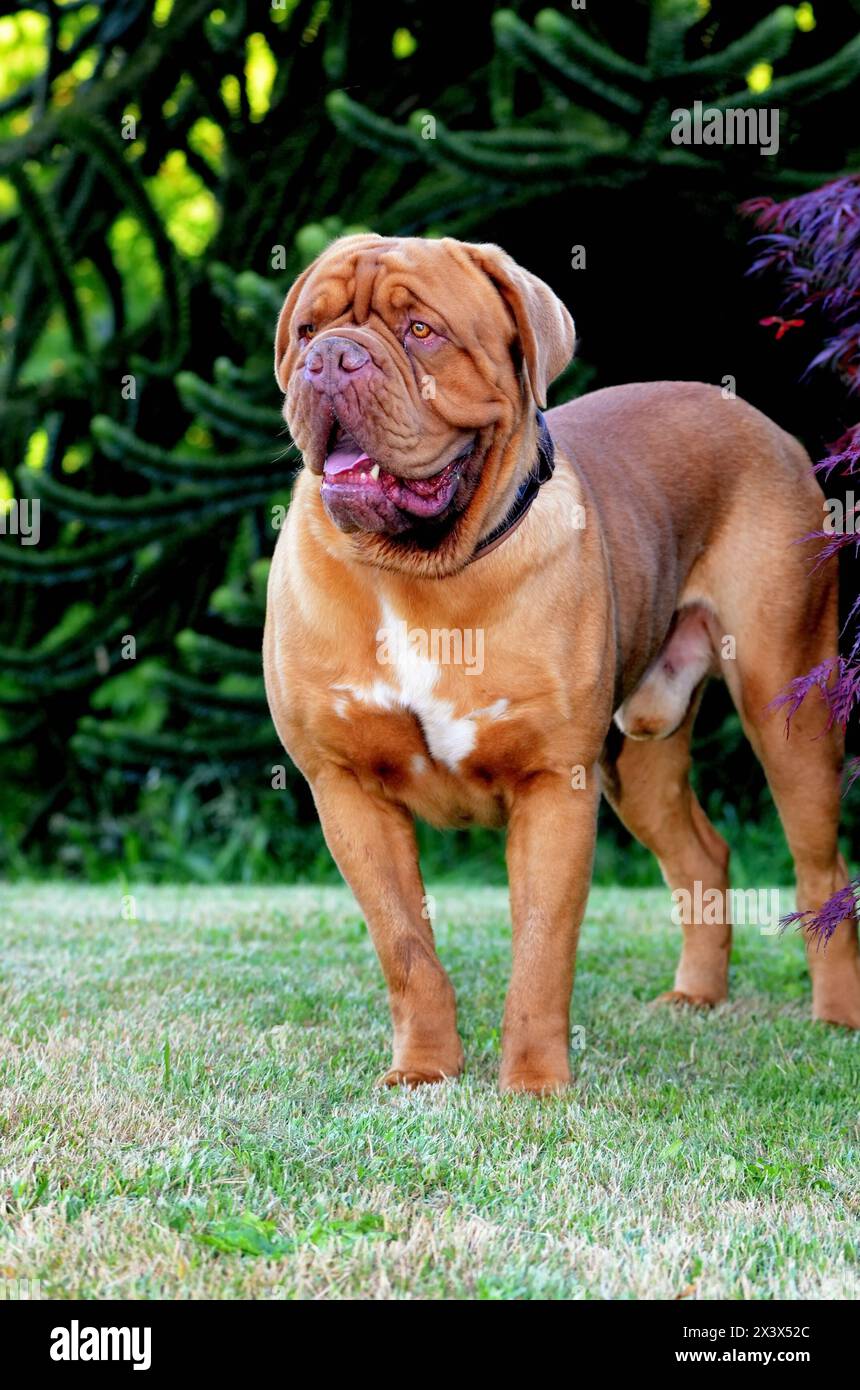 Bordeauxdogge draussen auf einer Wiese. Stockfoto