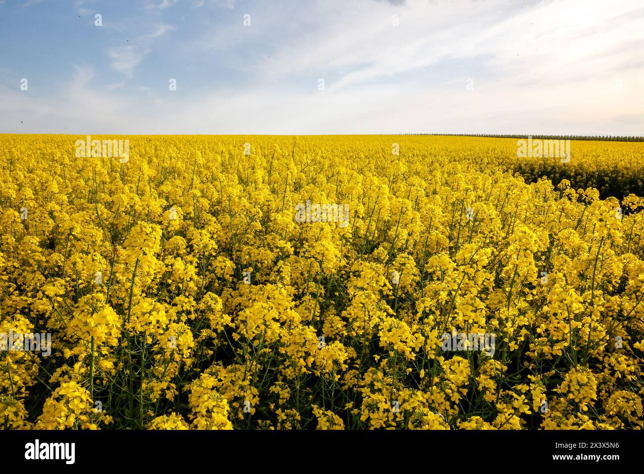 Sandomierz, Polen, 29. April 2024. In der Nähe von Sandomierz, einem Zentrum der Apfelplantage in Zentralpolen, befindet sich eine Rapspflanzenplantage mit ihren Frühlingsblumen. In diesem Frühjahr begannen Obstbäume und Rapspflanzen im März zu blühen, etwa einen Monat früher, aufgrund des ungewöhnlich warmen Winters. Quelle: Dominika Zarzycka/Alamy Live News Stockfoto