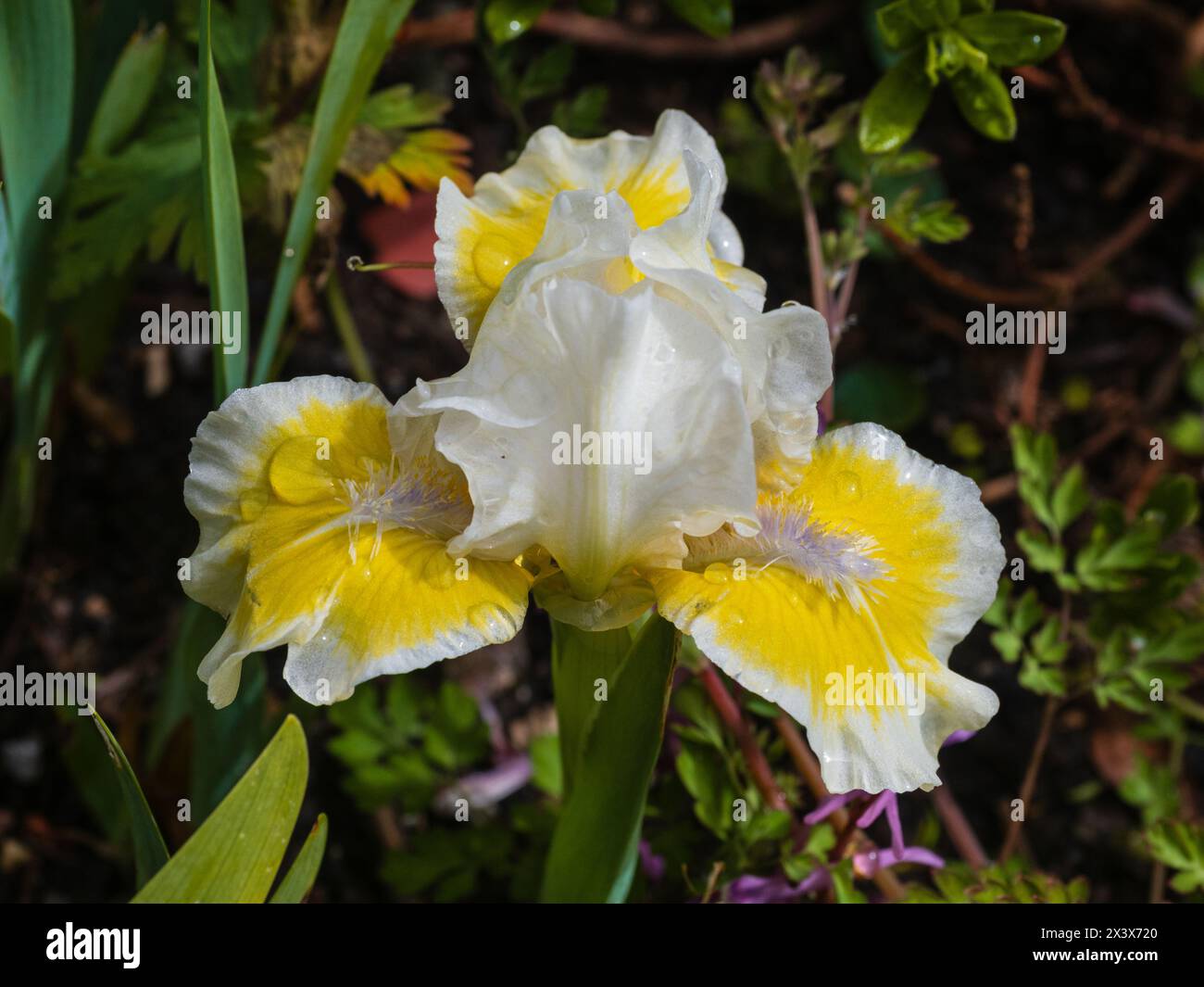 Gelbe d weiße Blume der harten, ausdauernden Frühlingsblühenden Standard Zwergbärtige Iris, Iris „Captive Sun“ Stockfoto