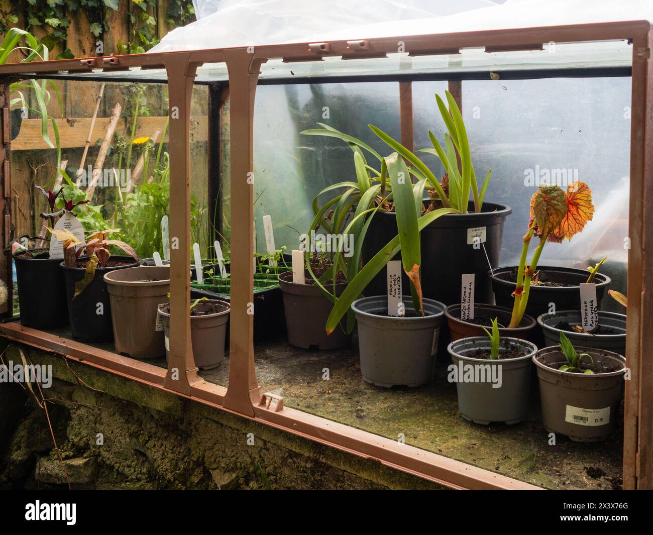 Improvisierter Fischtank-Kaltrahmen zum Schutz von Frühjahrssetzlingen und propodierten Gartenpflanzen Stockfoto