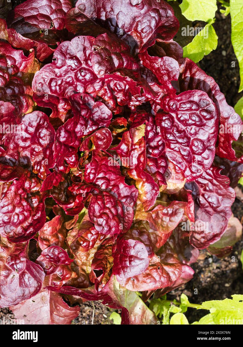 Zerknittertes rotes Bronzeblätter des Ziersalats „Red Salad Bowl“, Lactuca sativa Stockfoto