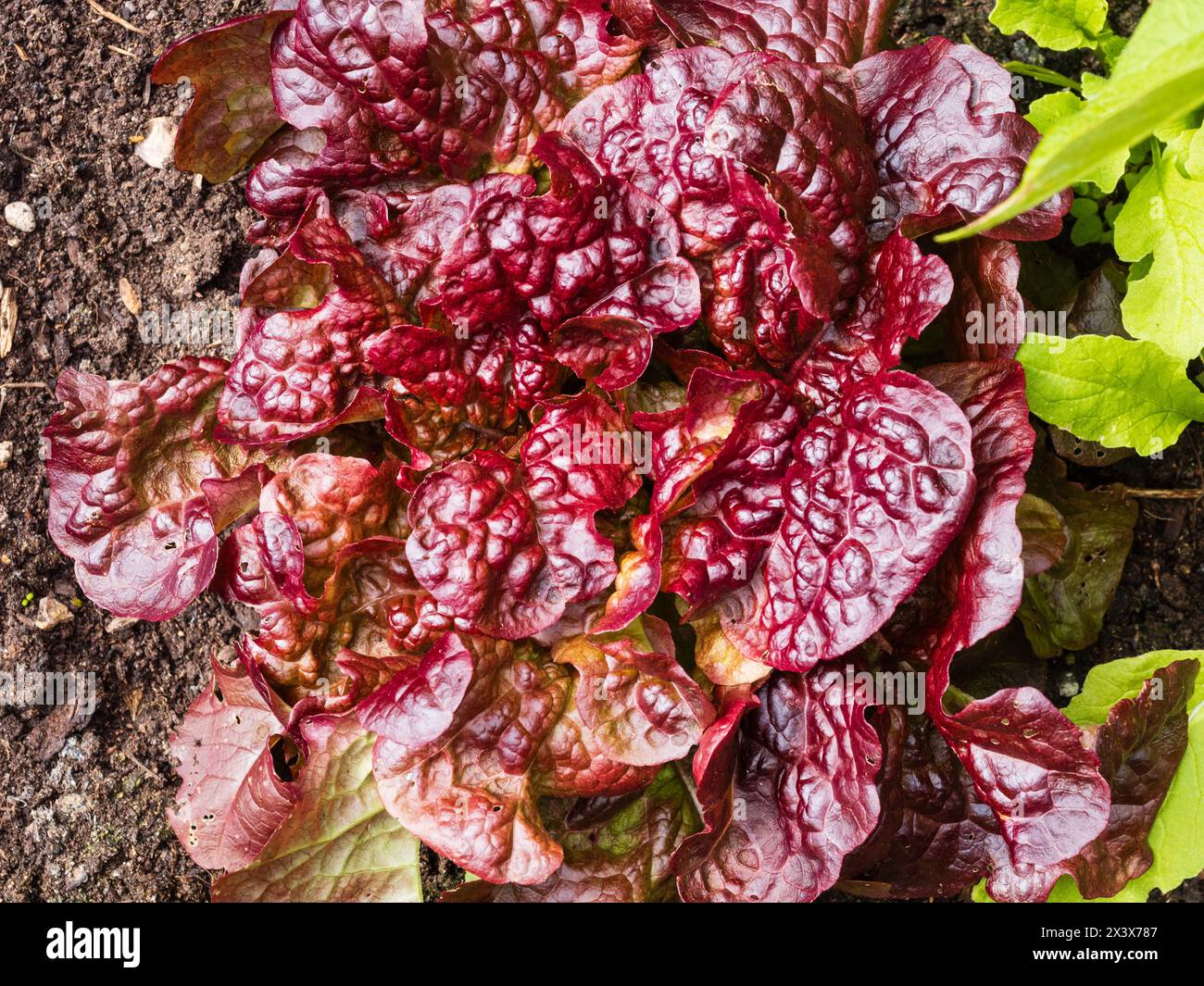Zerknittertes rotes Bronzeblätter des Ziersalats „Red Salad Bowl“, Lactuca sativa Stockfoto