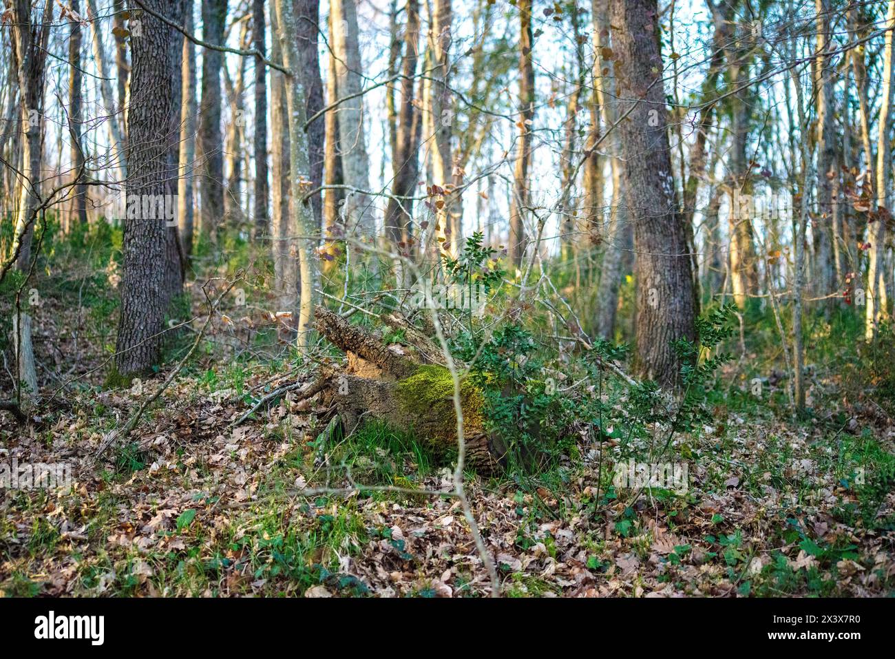 Eine friedliche Baumwiese schafft eine ruhige Waldlandschaft, die zur Erkundung und Entspannung in der Natur einlädt. Stockfoto