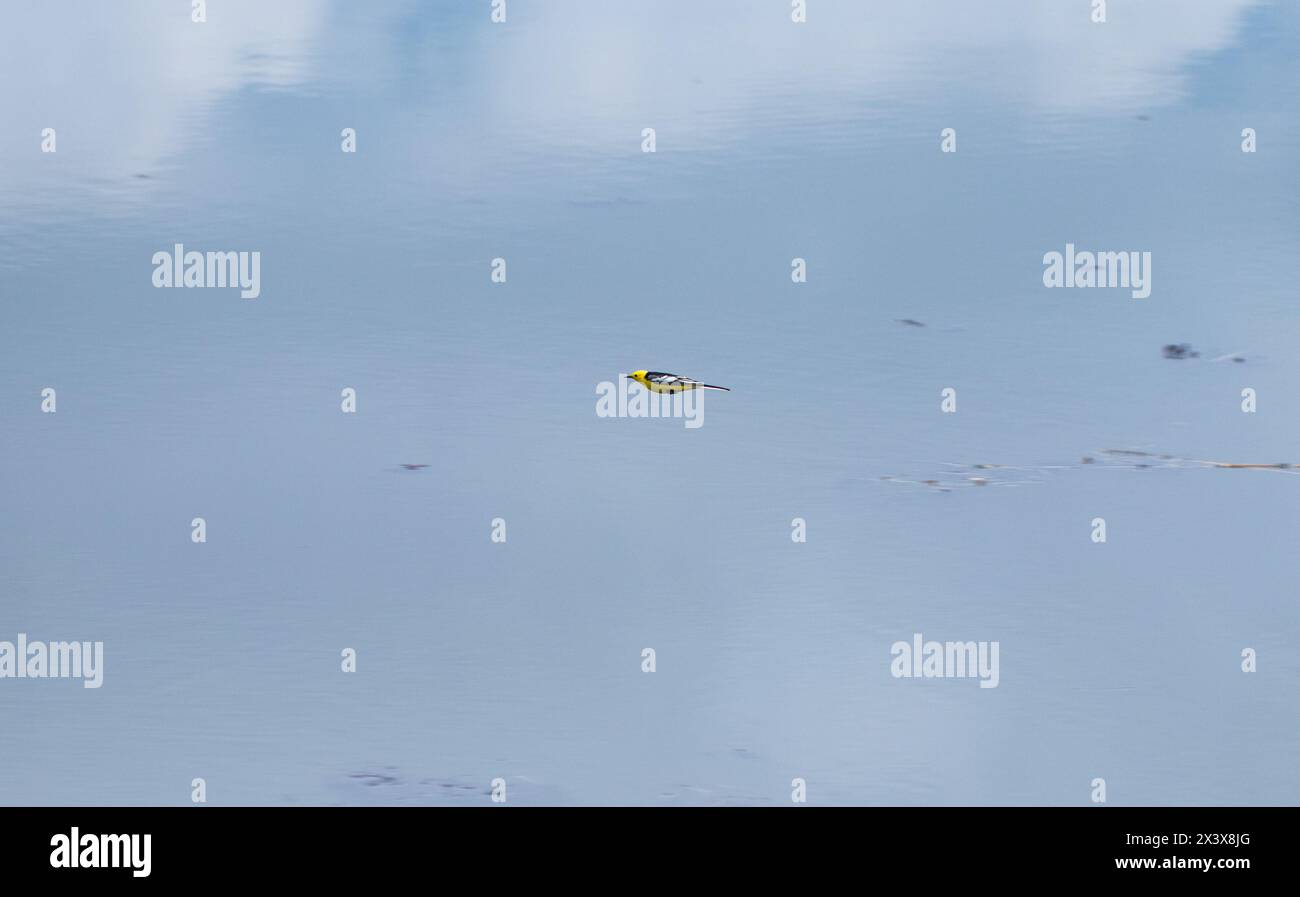 Srinagar, Jammu Und Kaschmir, Indien. April 2024. In Srinagar wird ein östlicher gelber rotkehlchen beim Flug beobachtet. Diese unerwartete Wetteranomalie hat das tägliche Leben in der Region in Verwirrung gerissen: Schulen schließen ihre Türen, Straßen verwandeln sich in Wasserstraßen und wichtige Autobahnen, die aufgrund der Sintflut zum Stillstand kommen. (Credit Image: © Adil Abass/ZUMA Press Wire) NUR REDAKTIONELLE VERWENDUNG! Nicht für kommerzielle ZWECKE! Quelle: ZUMA Press, Inc./Alamy Live News Stockfoto