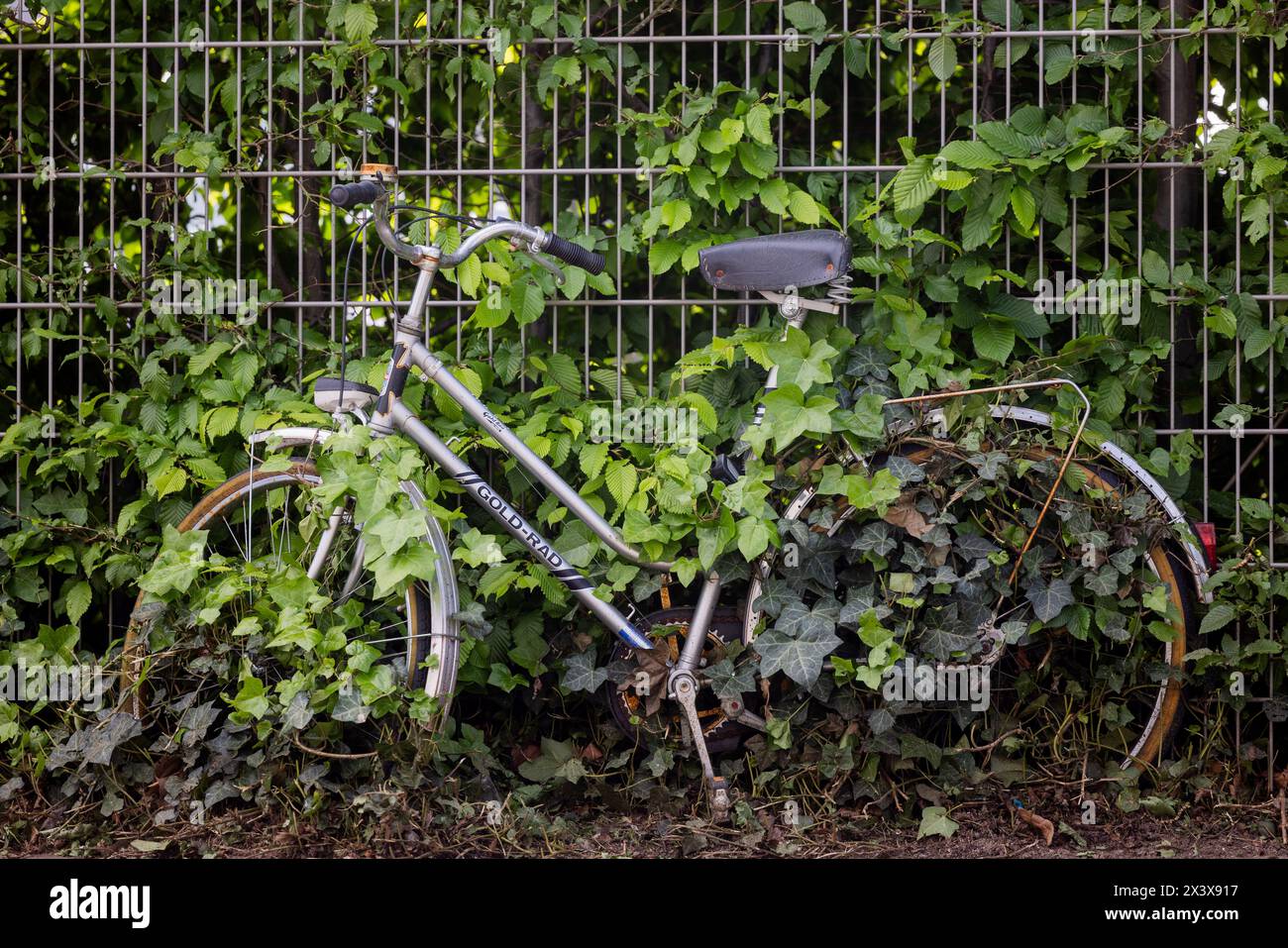 29. April 2024, Nordrhein-Westfalen, Köln: Auf einem Zaun im Landkreis Ehrenfeld wird ein Fahrrad mit Efeu umwickelt. Foto: Rolf Vennenbernd/dpa Stockfoto