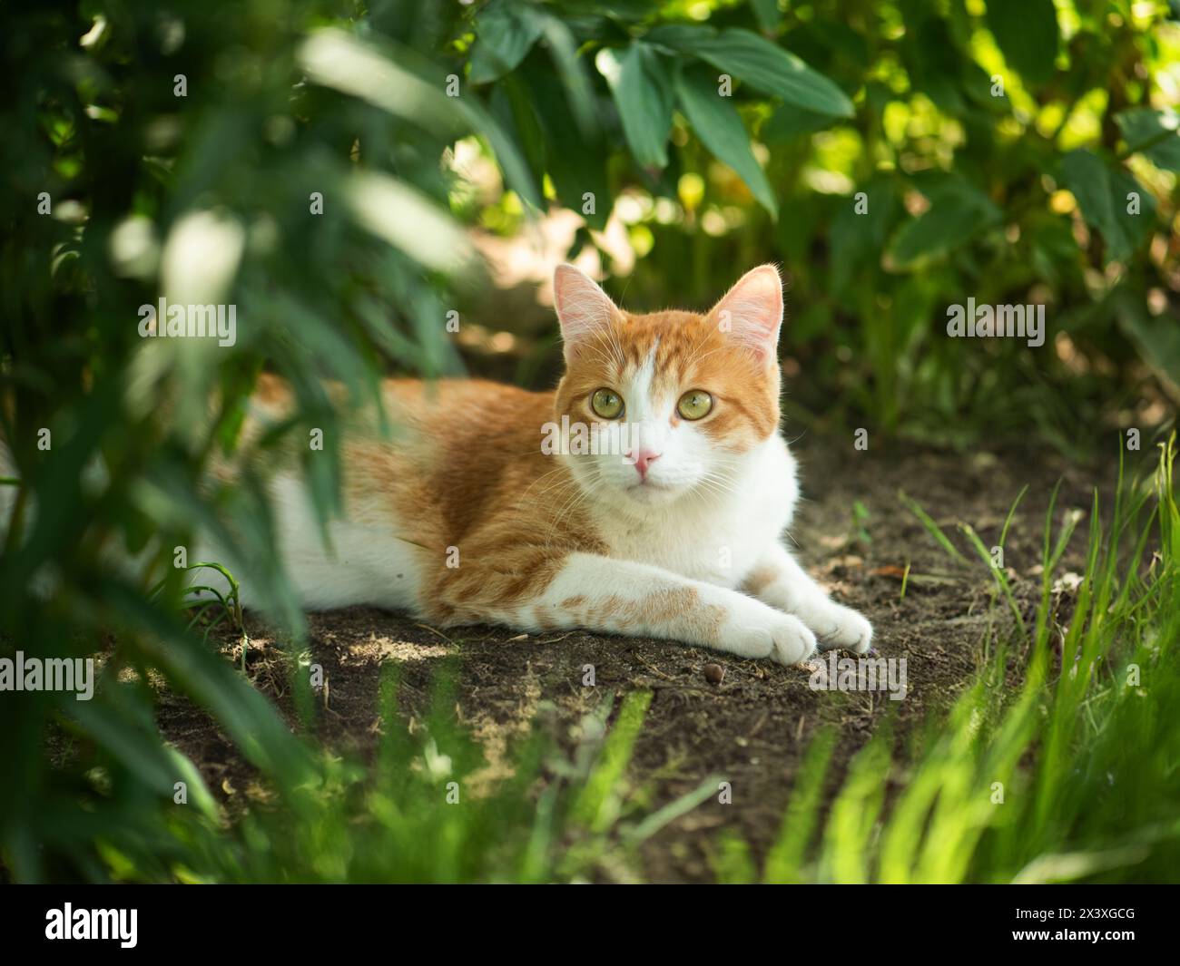 Rote Katze Entspannen Sie sich mit kurzen roten Haaren und Fell auf dem Boden in grünem Gras, während Sonnenuntergang im Garten des Parks, während Sie seitlich schauen und auf Maus warten Stockfoto
