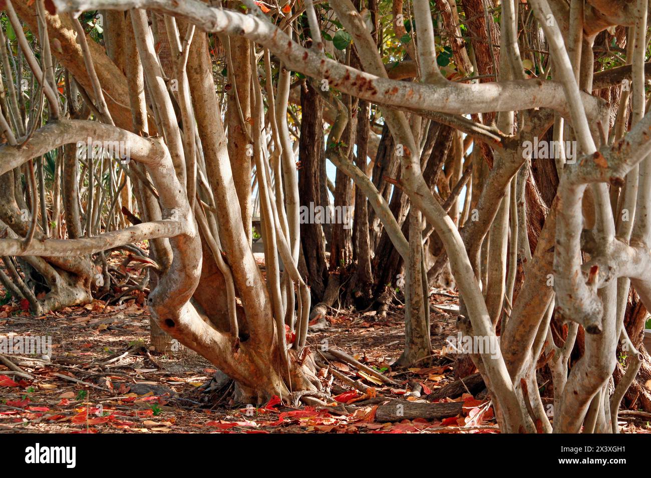 USA. Florida. Miami. Key Biscayne. Bill Baggs Cape Florida State Park. Mangroven. Mangroven. Stockfoto