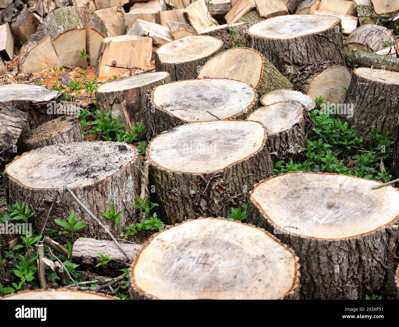 Holzeinschlag, Holzblöcke, erneuerbare Brennholz-Ressourcen. Nachhaltigkeit, Klimaschutz, ökologische Vorteile und wirtschaftliche Bedeutung. Stockfoto